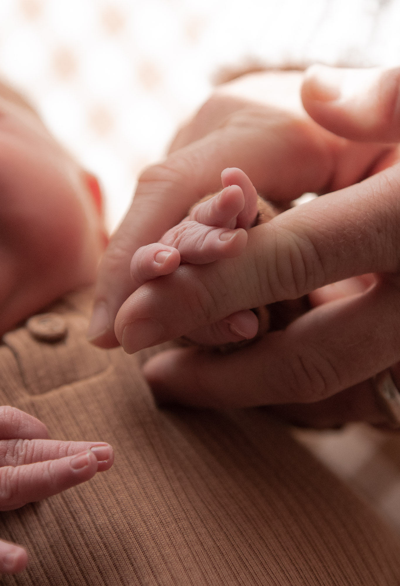 Newborn photography session in Launceston, Tasmania